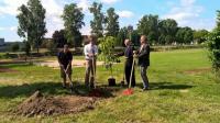 Baum-Schönheit vom Himalaya für Breisach am Rein: Bürgermeister Oliver Rein, Bau-Dezernent Stefan Baum und Parkschöpfer Werner Semmler pflanzen Aesculus indica.