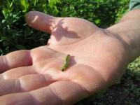 Der Buchsbaumzünsler: Kein Kahlfresser-Asyl für diesen ungeliebten Einwanderer!