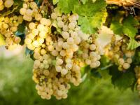 Kaiser-Winzer: Der Sauvignon-Blanc von Gerhard Karle schmeckt nicht nach Paprika..