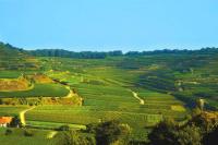 Ihringer Winklerberg und Ihringer Fohrenberg:  Die Lagen für Kaiser-Wein von Kaiser-Winzer Gerhard Karle