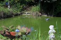 Gartenteich der Breisachers in Ihringen