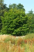 Blick auf die wilde Wiese im Queen-Auguste-Victoria-Park