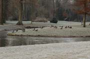 Inselleben: Tiere auf der Insel im Schlossweiher des Fulwellparks