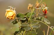 Es blüht eine Rose zur Weihnachtszeit: Englische Duftrose im Eis des Queen-Auguste-Victoria-Park