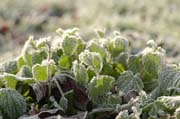Fulwellpark: Die belassenen Brennensseln bekamen Frost