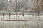 Wo sich so viele freiwillig niederlassen muss die Welt noch in Ordnung sein: Der Fulwellpark im Winter