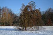Queen-Auguste-Victoria-Park: Hängebuche im Winter