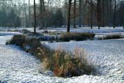 Dieses Gras blieb absichtlich stehen: Für die Tiere im Fulwellpark