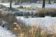 Natur pur: Winter im Fulwellpark