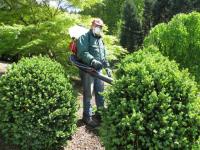 Der Henker des Buchsbaum-Mörders ist der Gärtner:  Chemie-Keule oder Bio-Keule gegen den Buchsbaumzünsler?