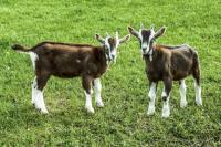 Die weiblichen Zicklein haben einen höheren Wert als die männlichen: Das Zicklein, auch Gitzi genannt