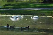 Natur pur im Queen-Auguste-Victoria-Park