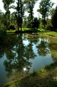 Natürliche Gartenkunst im Queen-Auguste-Victoria-Park: Baumspiegelungen