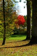 Roter Ahorn hinter Eichen und Hainbuche im Queen-Auguste-Victoria-Park