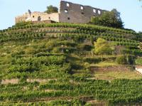 Weinberg unter der Burgruine