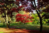 Indien Summer im Queen-Auguste-Victoria-Park Umkirch