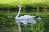 Schwanengeburt: Vier junge Singschwäne in Umkirchs Queen-Auguste-Victoria-Park 