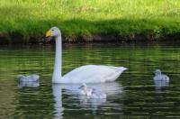 Schwanengeburt: Vier junge Singschwäne in Umkirchs Queen-Auguste-Victoria-Park 