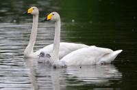 Schwanengeburt: Vier junge Singschwäne in Umkirchs Queen-Auguste-Victoria-Park 