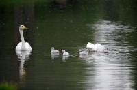 Schwanengeburt: Vier junge Singschwäne in Umkirchs Queen-Auguste-Victoria-Park 