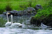 Schwanengeburt: Vier junge Singschwäne in Umkirchs Queen-Auguste-Victoria-Park 