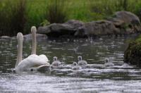 Schwanengeburt: Vier junge Singschwäne in Umkirchs Queen-Auguste-Victoria-Park 