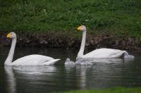 Schwanengeburt: Vier junge Singschwäne in Umkirchs Queen-Auguste-Victoria-Park 