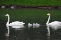 Schwanengeburt: Vier junge Singschwäne in Umkirchs Queen-Auguste-Victoria-Park 