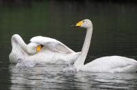 Schwanengeburt: Vier junge Singschwäne in Umkirchs Queen-Auguste-Victoria-Park 