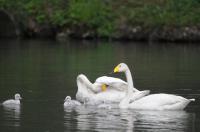 Schwanengeburt: Vier junge Singschwäne in Umkirchs Queen-Auguste-Victoria-Park 