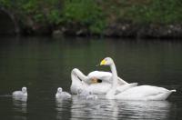 Schwanengeburt: Vier junge Singschwäne in Umkirchs Queen-Auguste-Victoria-Park 