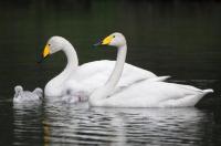 Schwanengeburt: Vier junge Singschwäne in Umkirchs Queen-Auguste-Victoria-Park 