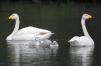 Schwanengeburt: Vier junge Singschwäne in Umkirchs Queen-Auguste-Victoria-Park 