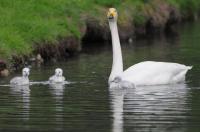 Schwanengeburt: Vier junge Singschwäne in Umkirchs Queen-Auguste-Victoria-Park 