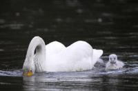 Schwanengeburt: Vier junge Singschwäne in Umkirchs Queen-Auguste-Victoria-Park 