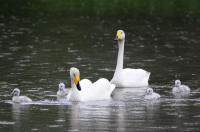 Schwanengeburt: Vier junge Singschwäne in Umkirchs Queen-Auguste-Victoria-Park 