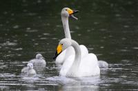 Schwanengeburt: Vier junge Singschwäne in Umkirchs Queen-Auguste-Victoria-Park 