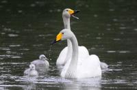 Schwanengeburt: Vier junge Singschwäne in Umkirchs Queen-Auguste-Victoria-Park 