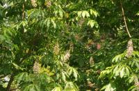  Aesculus indica: Die indische Rosskastanie verzaubert mit ihrer schönen Blüte im Queen-Auguste-Victoria-Park in Umkirch