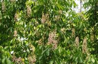  Aesculus indica: Die indische Rosskastanie verzaubert mit ihrer schönen Blüte im Queen-Auguste-Victoria-Park in Umkirch