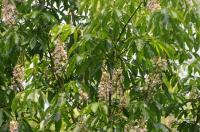  Aesculus indica: Die indische Rosskastanie verzaubert mit ihrer schönen Blüte im Queen-Auguste-Victoria-Park in Umkirch