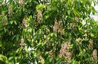  Aesculus indica: Die indische Rosskastanie verzaubert mit ihrer schönen Blüte im Queen-Auguste-Victoria-Park in Umkirch