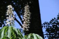  Aesculus indica: Die indische Rosskastanie verzaubert mit ihrer schönen Blüte im Queen-Auguste-Victoria-Park in Umkirch