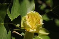 Köstlichkeit für emsige Bienen: In Umkirchs Queen-Auguste-Victoria-Park blühen jetzt die Tulpenbäume