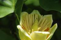 Köstlichkeit für emsige Bienen: In Umkirchs Queen-Auguste-Victoria-Park blühen jetzt die Tulpenbäume