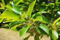 Umkircher Tupelo-Baum blühte zum ersten mal: Die Nyssa, der Lieblings-Baum der Bienen und Vögel,  trägt Früchte.