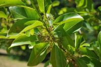 Umkircher Tupelo-Baum blühte zum ersten mal: Die Nyssa, der Lieblings-Baum der Bienen und Vögel,  trägt Früchte.