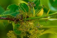 Umkircher Tupelo-Baum blühte zum ersten mal: Die Nyssa, der Lieblings-Baum der Bienen und Vögel,  trägt Früchte.