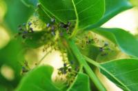 Umkircher Tupelo-Baum blühte zum ersten mal: Die Nyssa, der Lieblings-Baum der Bienen und Vögel,  trägt Früchte.