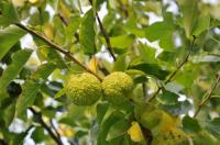 Der Indianer-Baum Osagedorn trägt reife Früchte  im Queen-Auguste-Victoria-Park